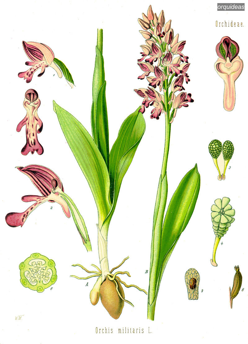 orquideas militaris orquideas militaris