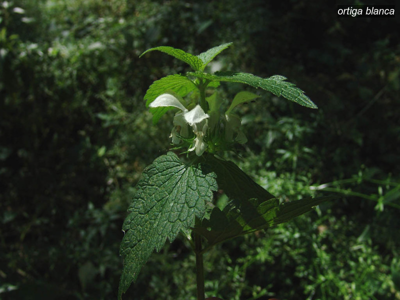 ortiga blanca lamium album witte dovenetel 03603