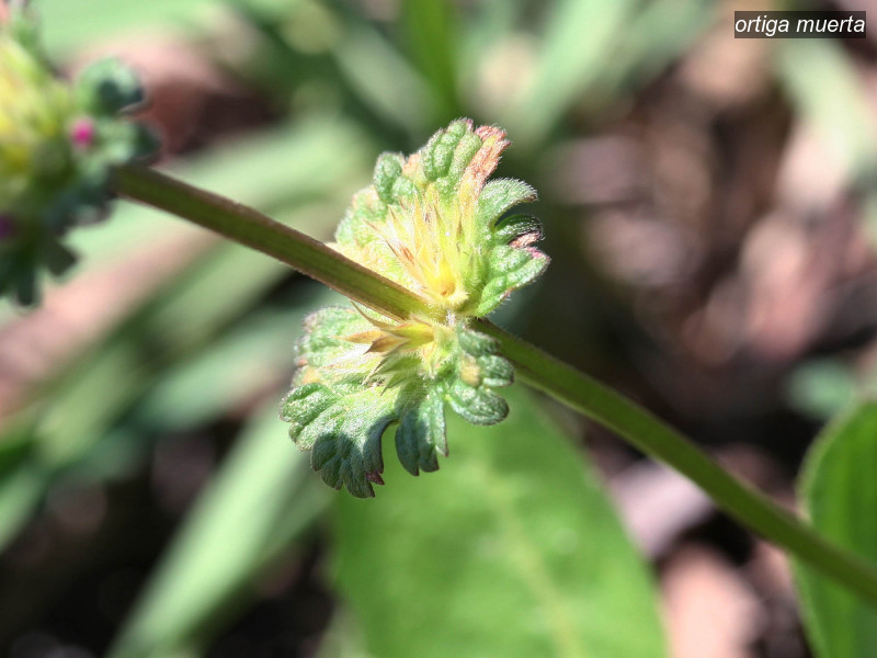 ortiga muerta lamium amplexicaule 0911