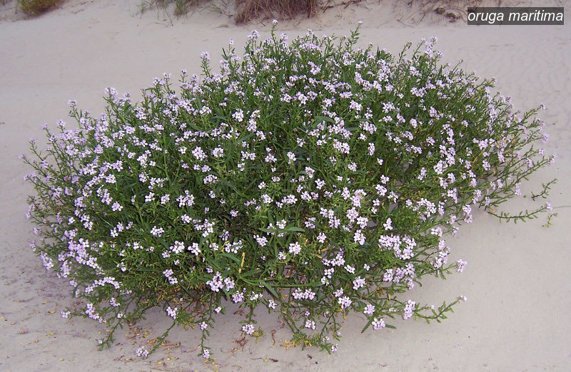 oruga maritima2 oruga maritima2