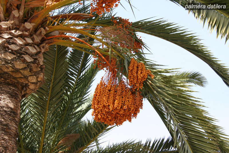 palmera datilera0