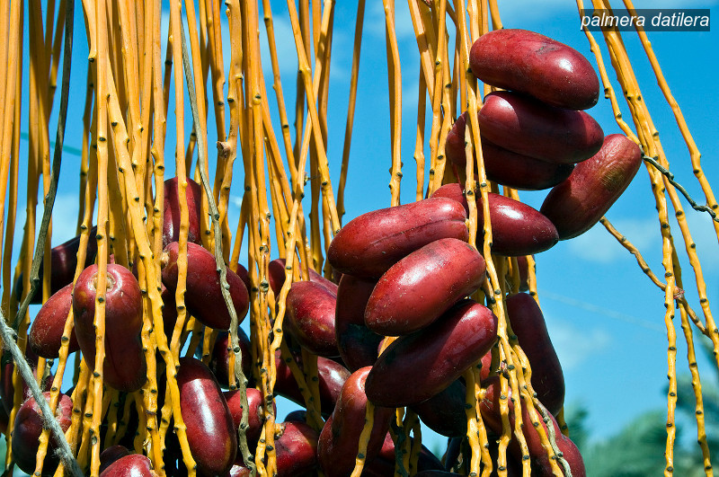 palmera datilera1