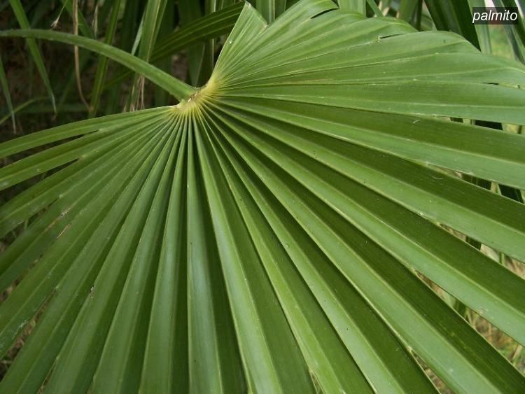 palmito2