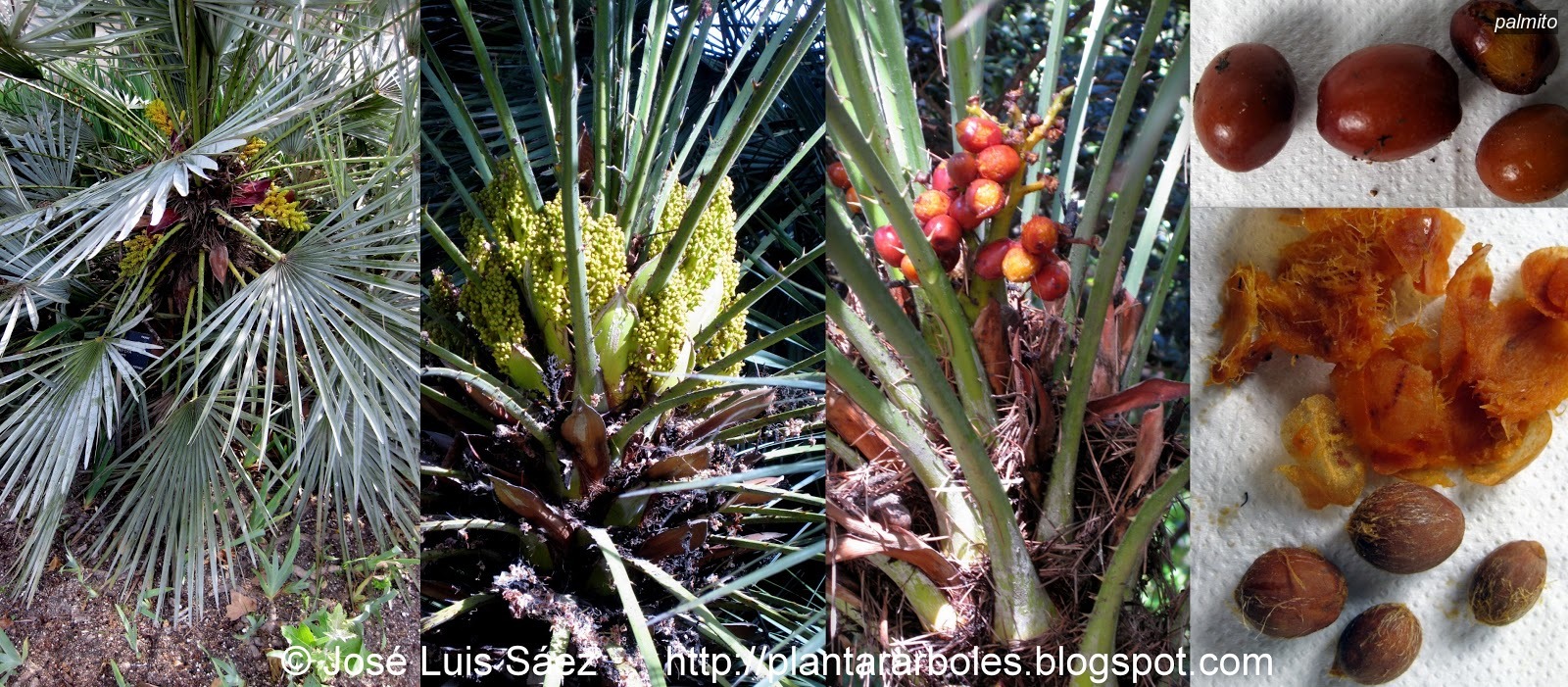 Palmito Chamaerops humilis