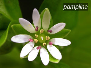 pamplina0