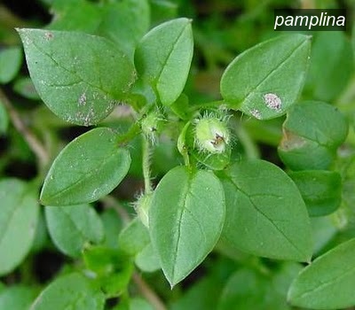 pamplina1