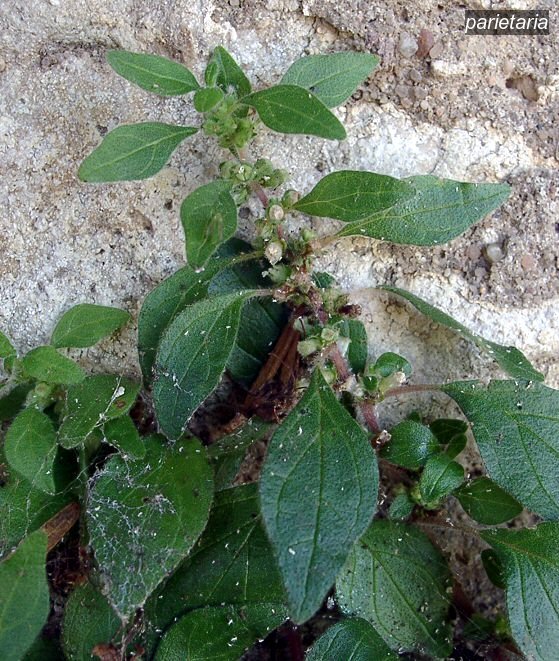 parietaria0