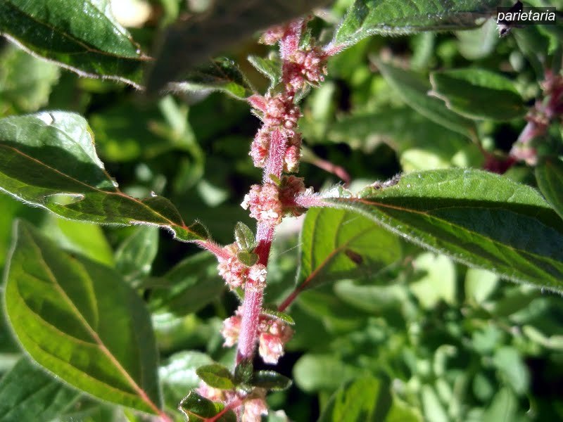 parietaria4