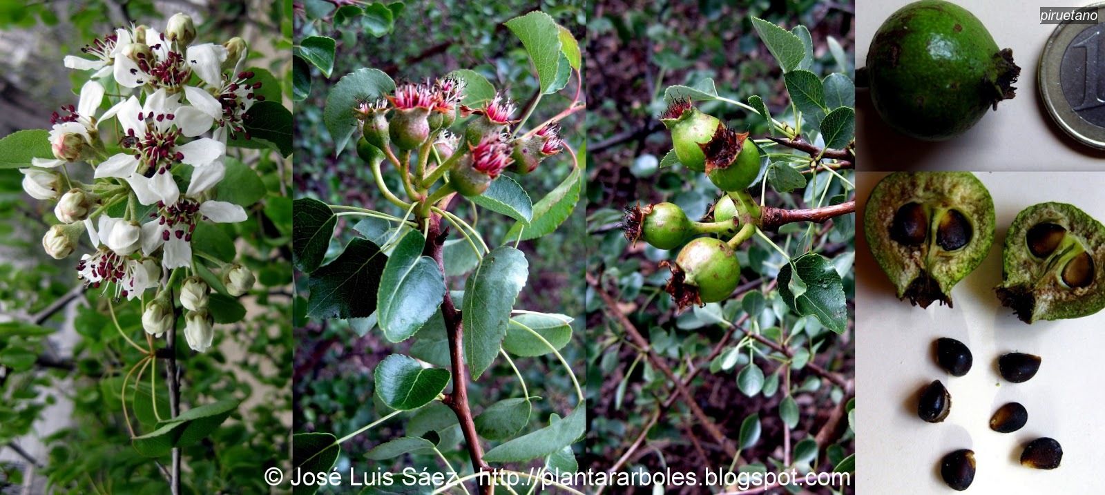 Piruetano Pyrus bourgaeana