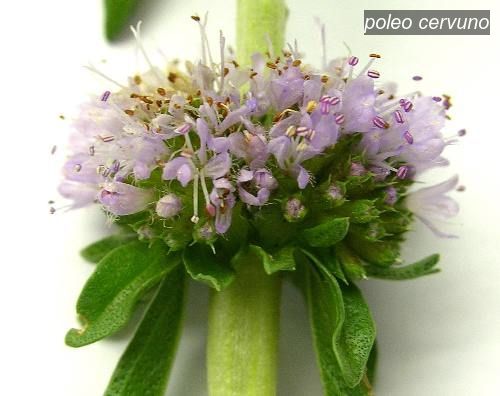 poleo cervuno1