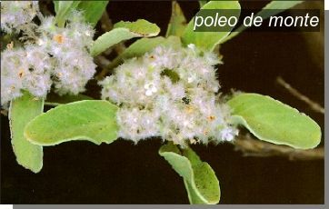 poleo de monte0