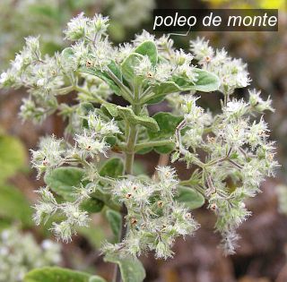 poleo de monte2