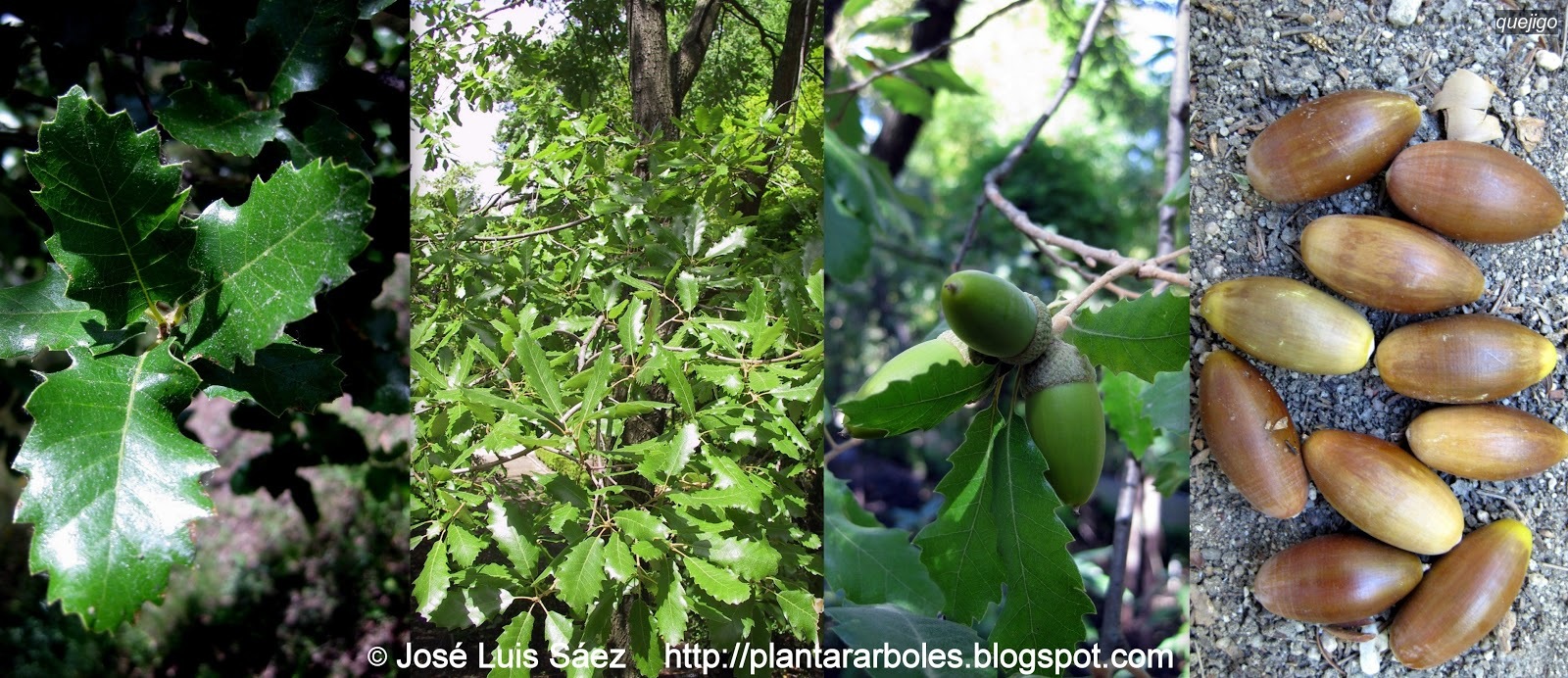 Quejigo Quercus faginea Quejigo Quercus faginea