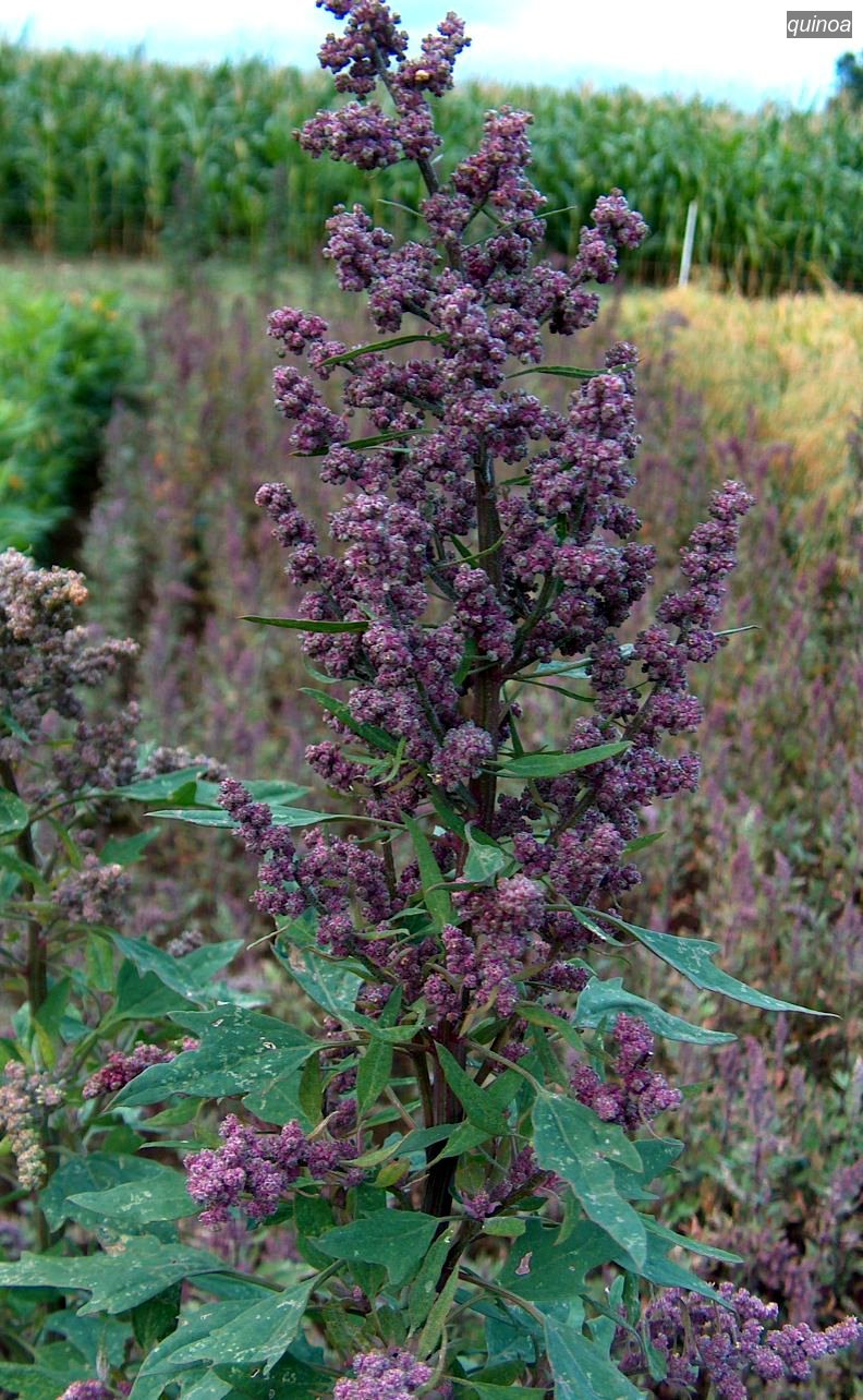 quinoa0 quinoa0