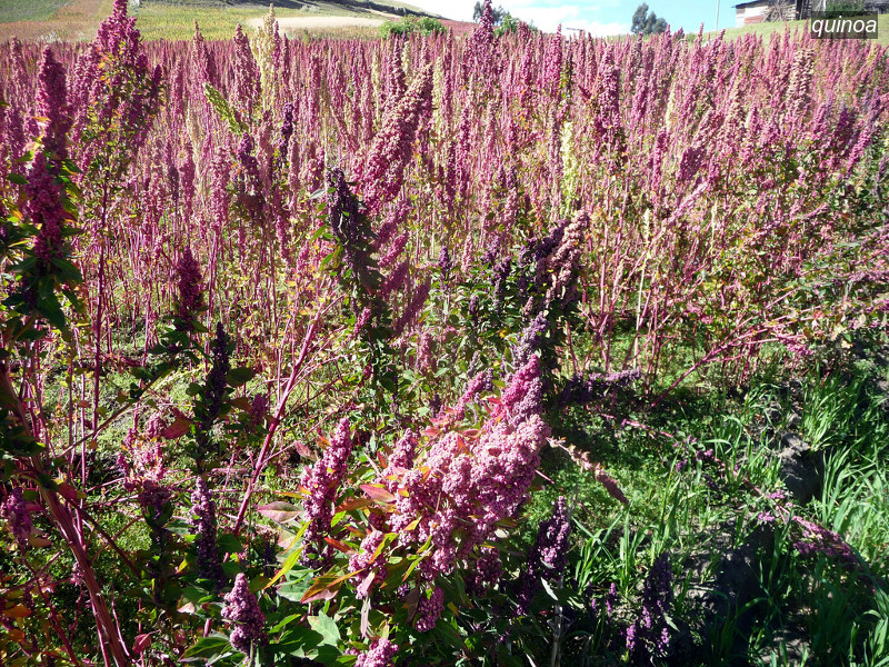 quinoa1 quinoa1