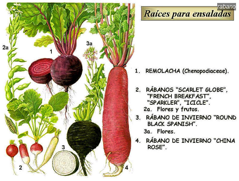 rabano1