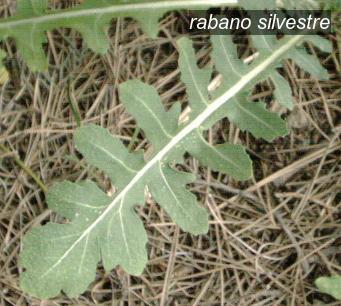 rabano silvestre0