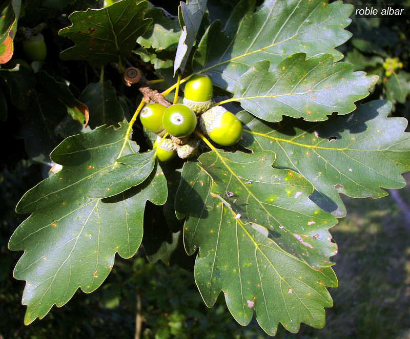 roble albar2 roble albar2