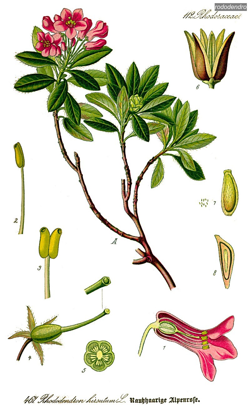rododendro0 rododendro0