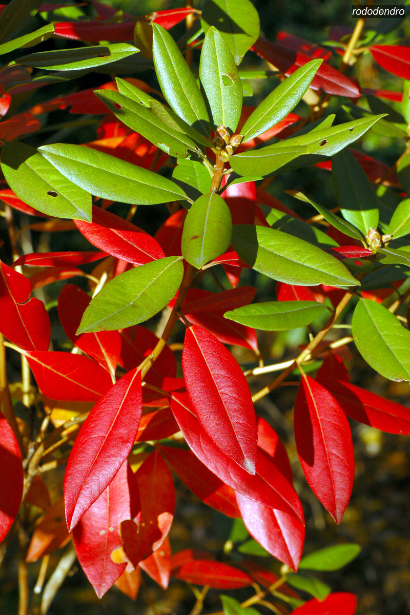 rododendro2 rododendro2