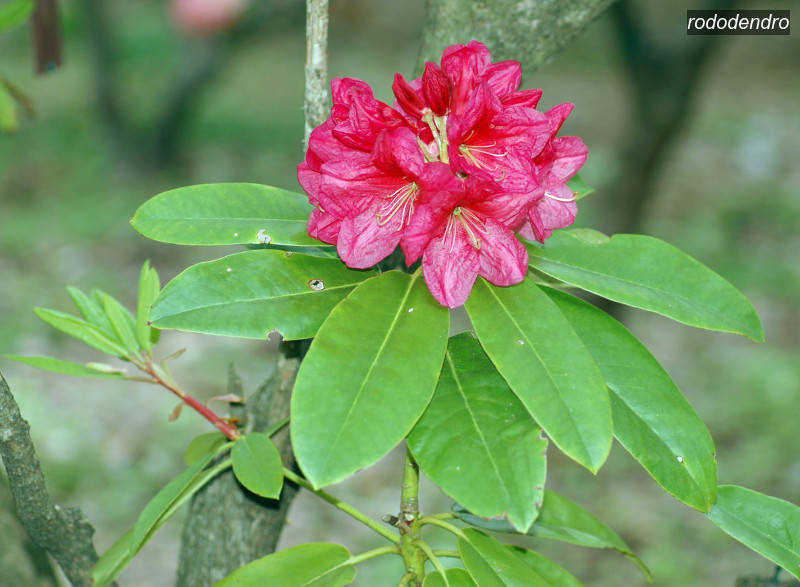 rododendro4 rododendro4