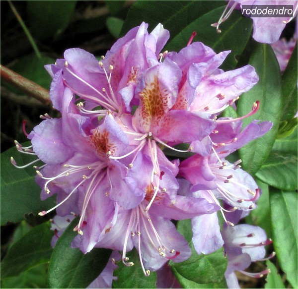rododendro5 rododendro5