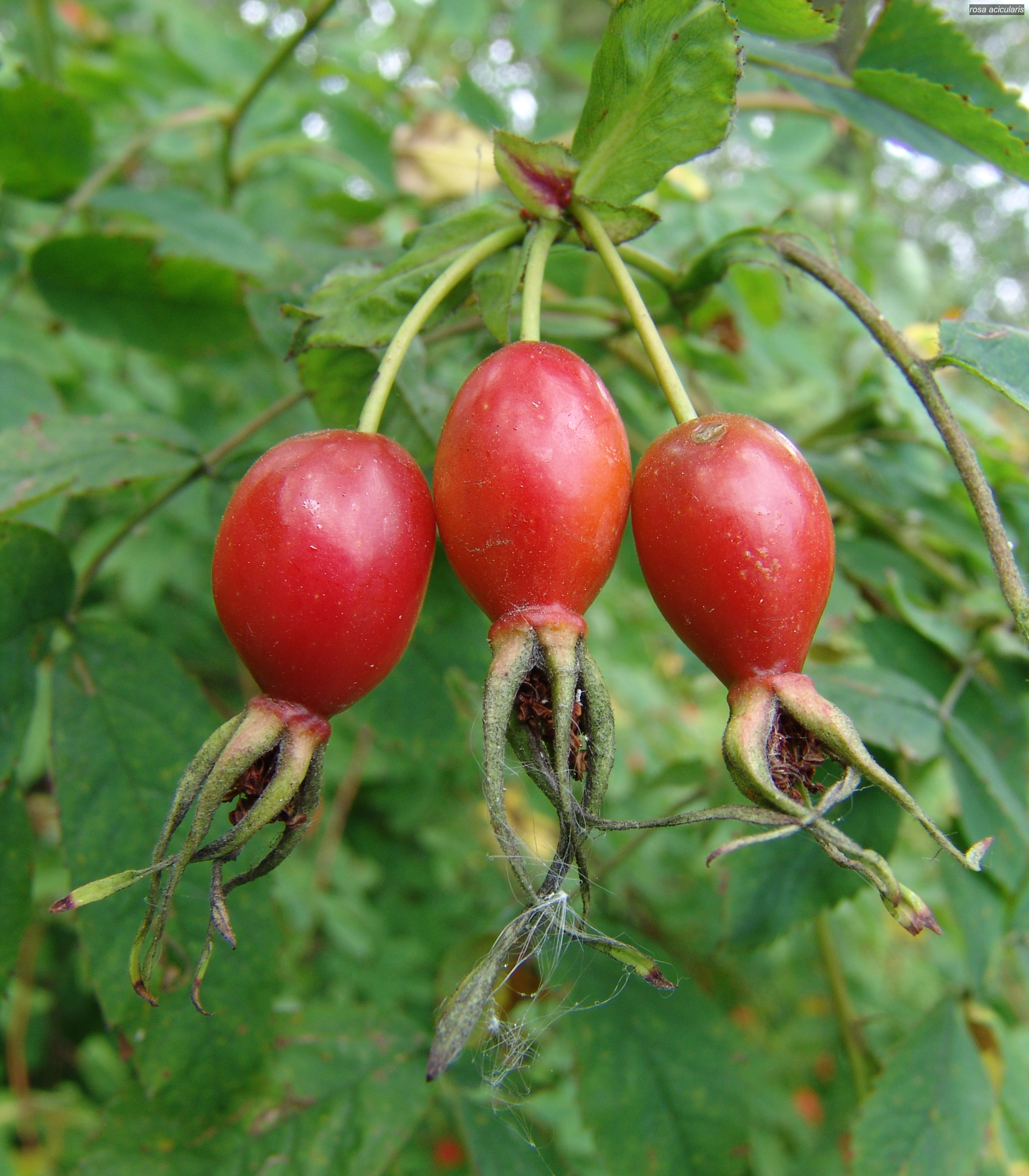 rosa acicularis2
