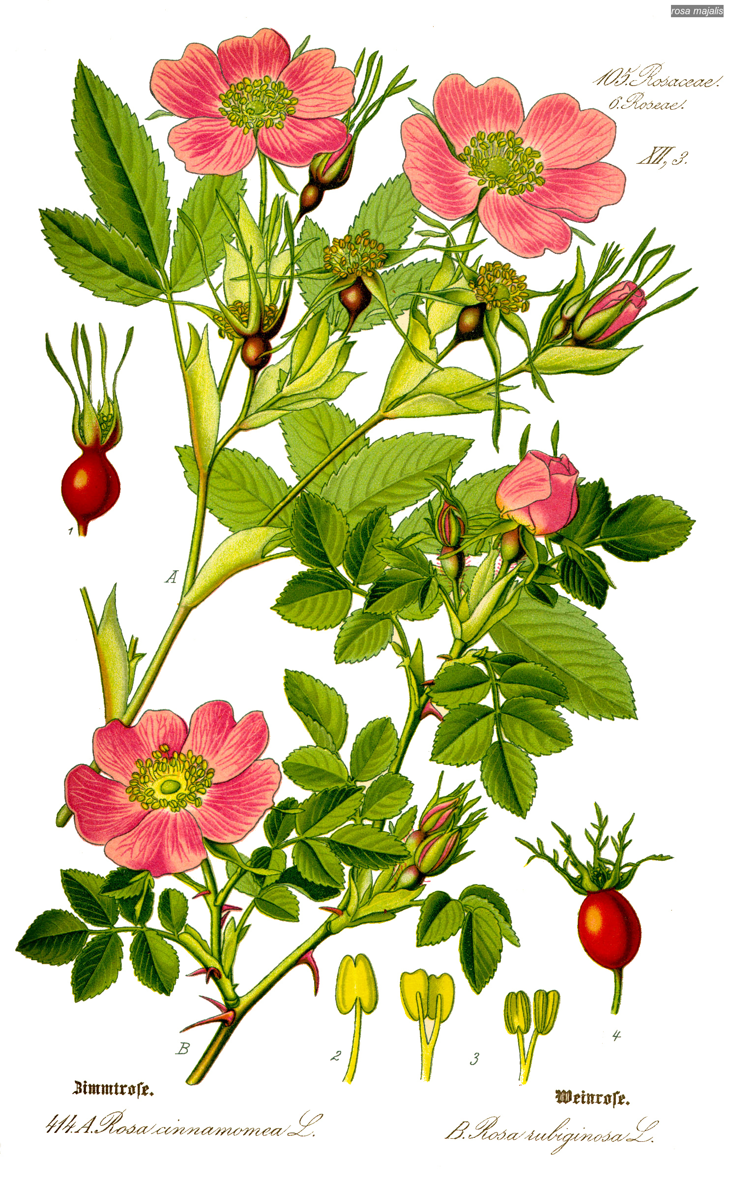 rosa majalis0