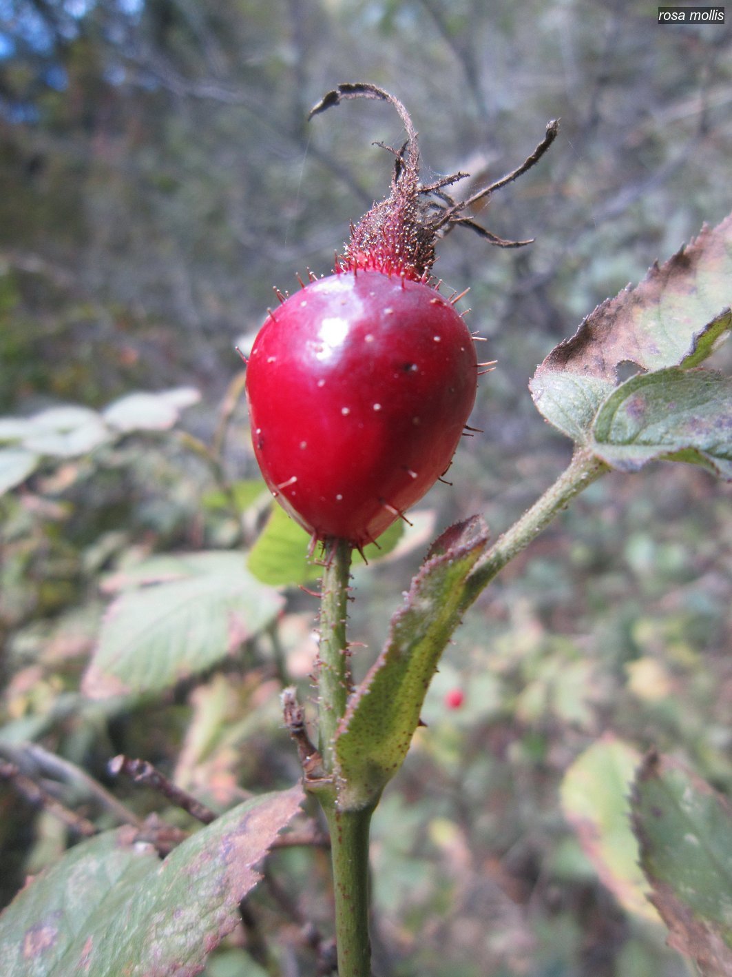 rosa mollis1