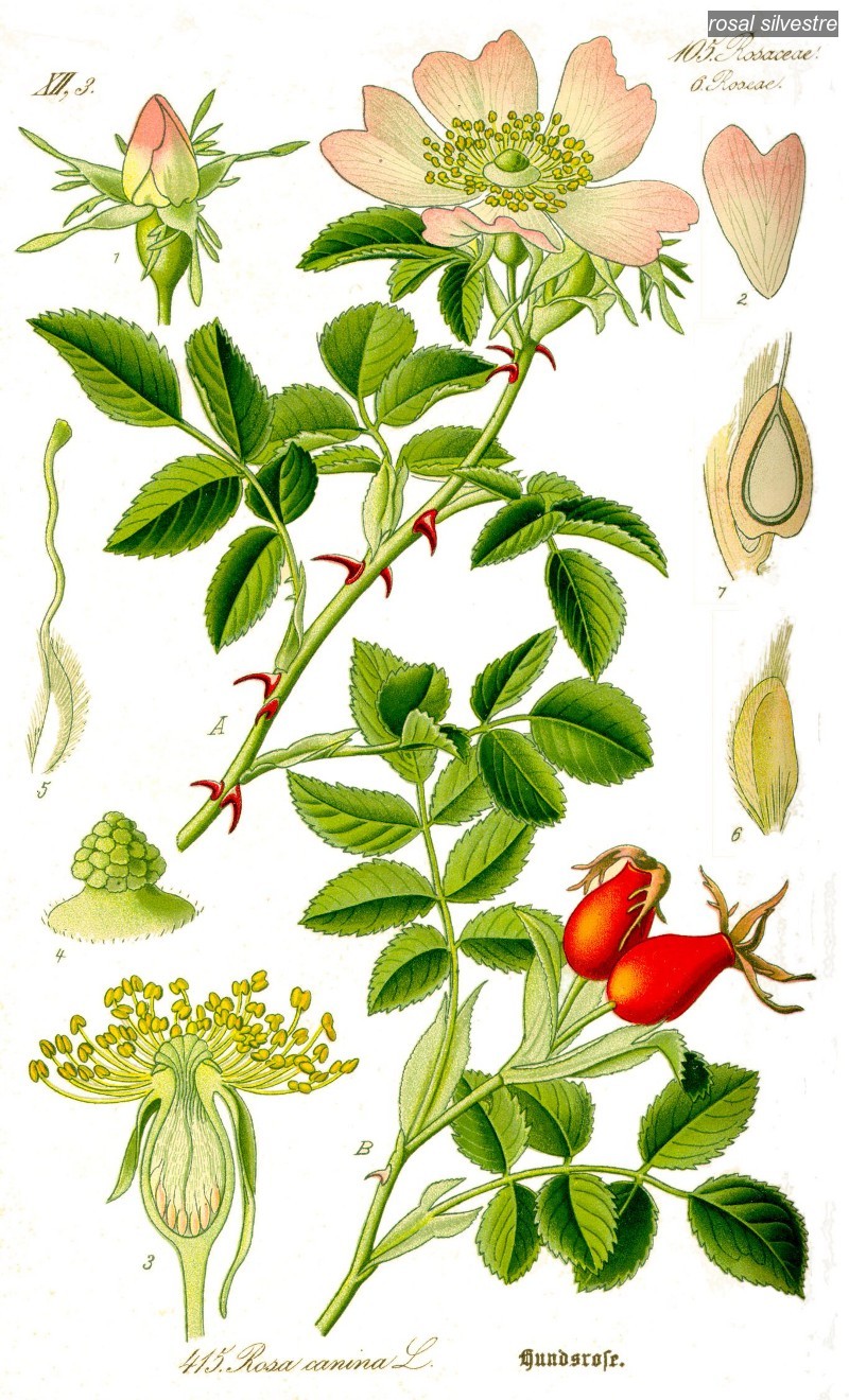 rosal silvestre0