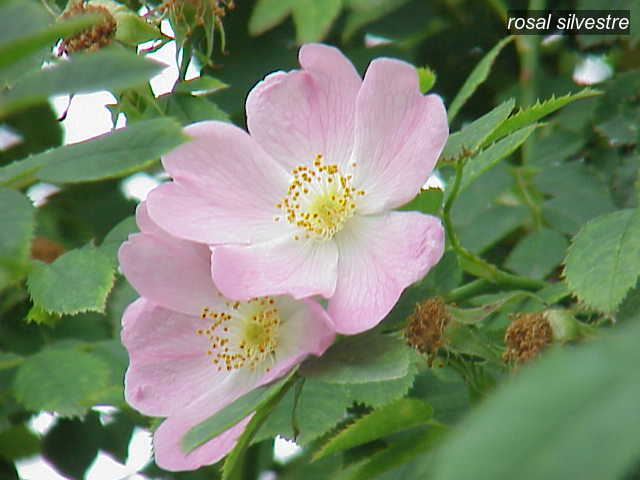 rosal silvestre1