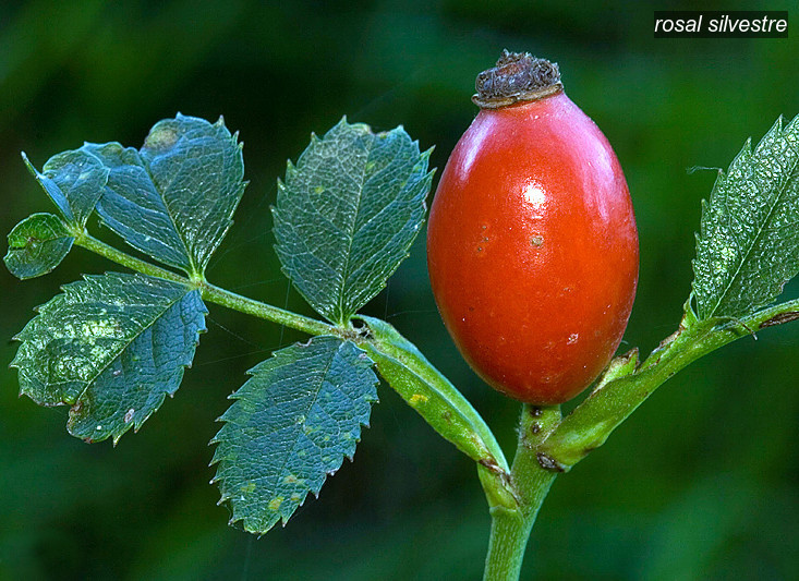 rosal silvestre2