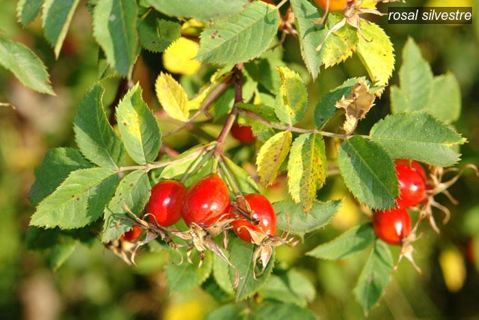 rosal silvestre9