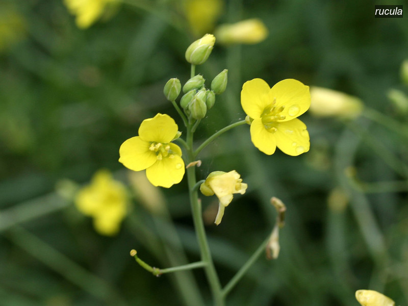 rucula diplotaxis tenuifolia 4664 1