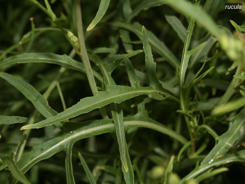 rucula diplotaxis tenuifolia 4667