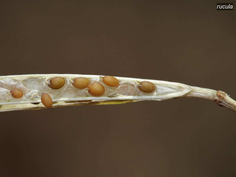 rucula diplotaxis tenuifolia 5377