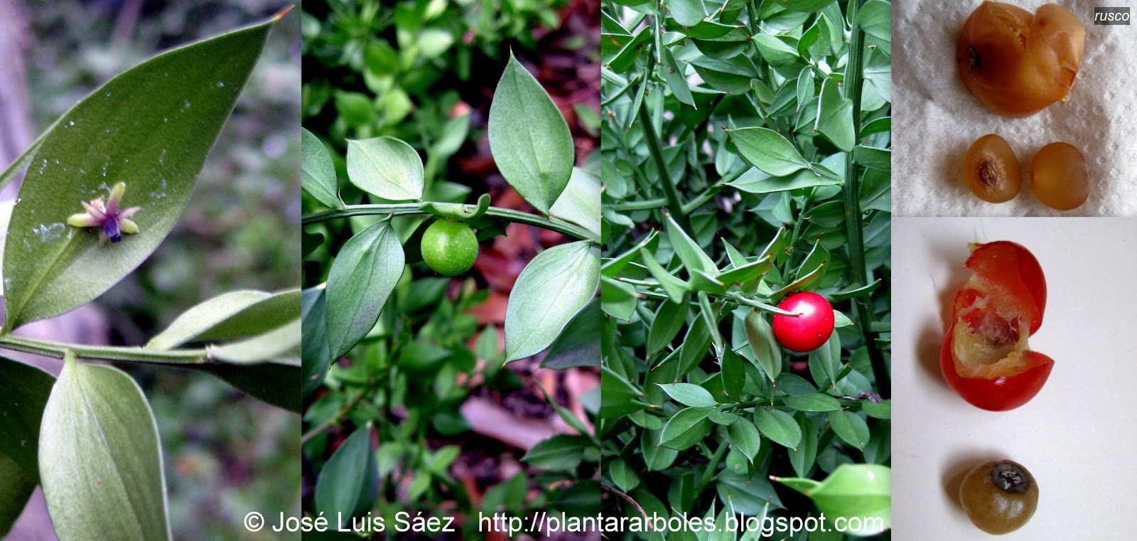 Rusco ruscus aculeatus