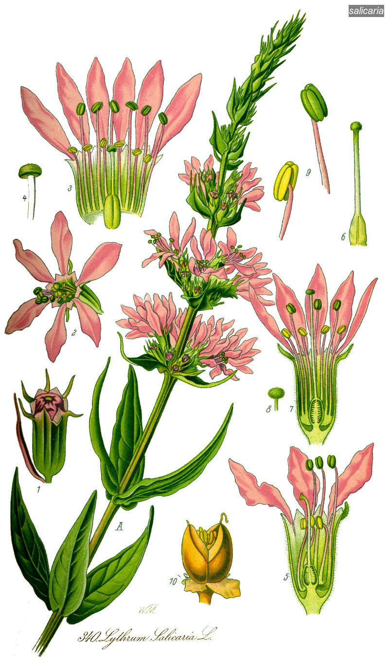 salicaria0