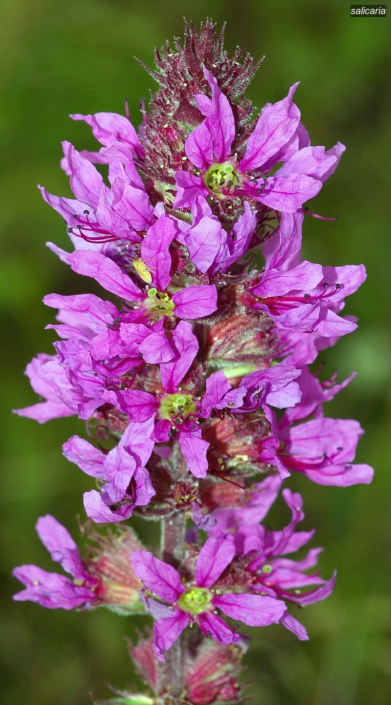 salicaria1