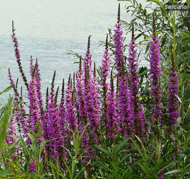 salicaria2