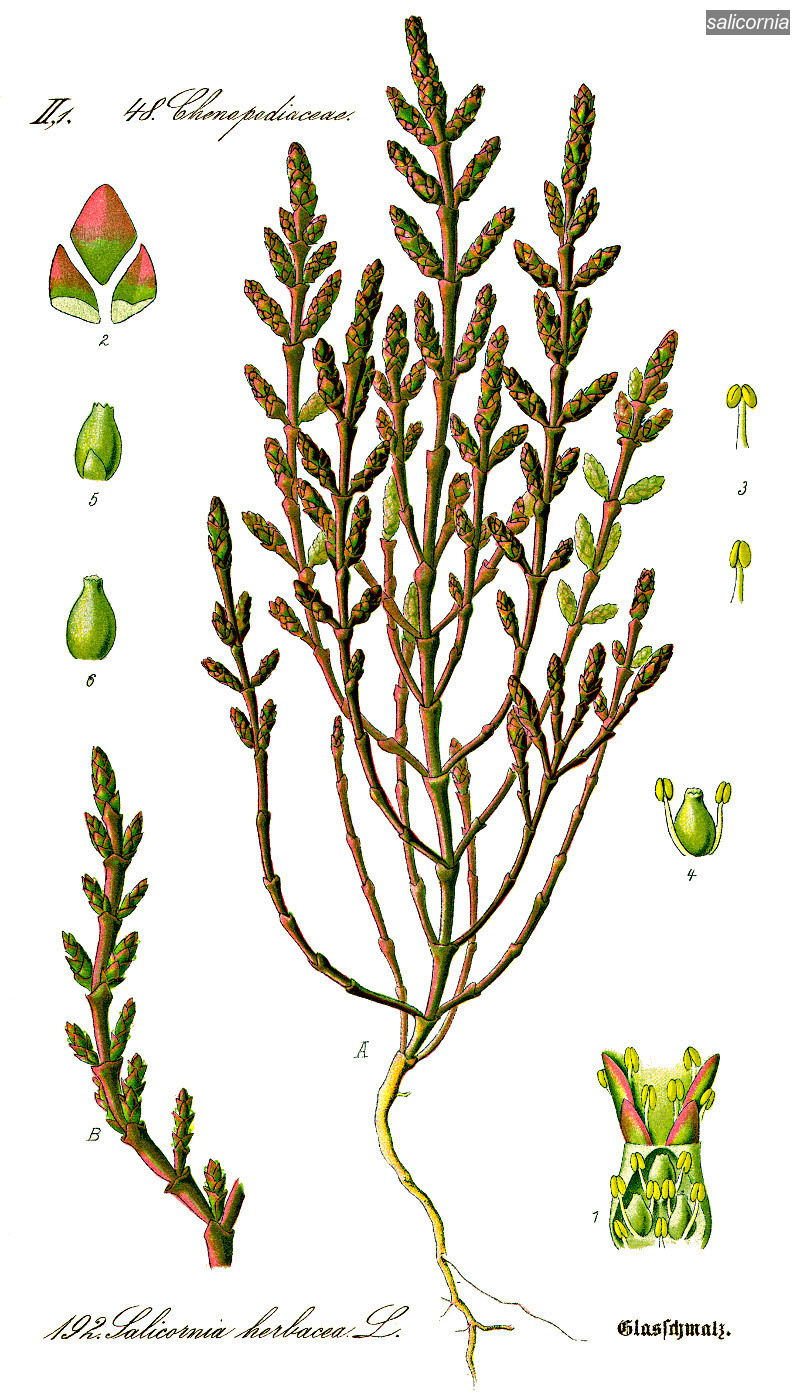 salicornia0
