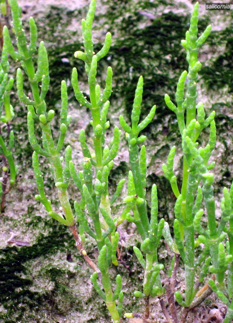 salicornia1
