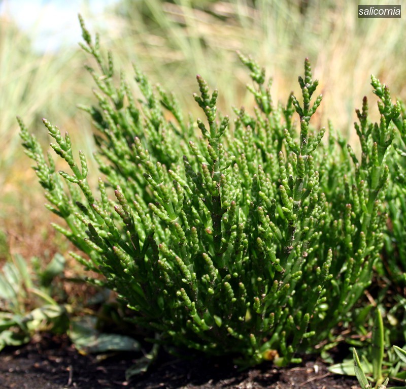 salicornia2