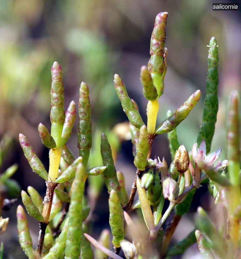 salicornia3