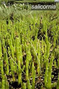 salicornia9