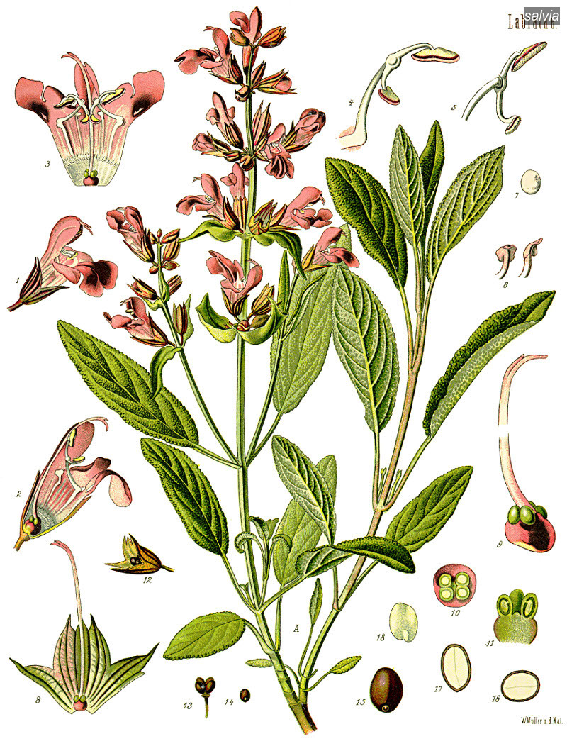 salvia0