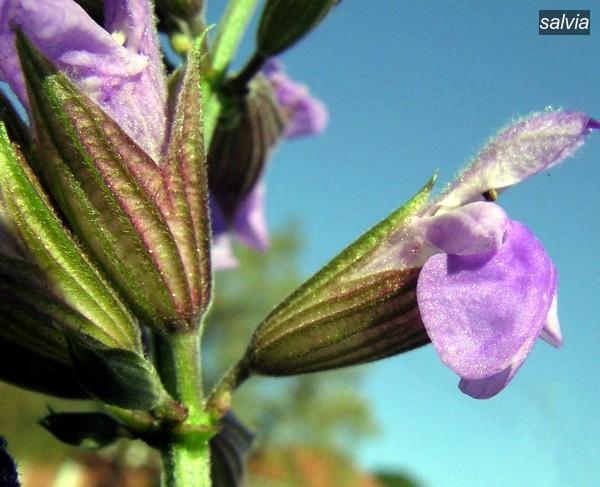 salvia1