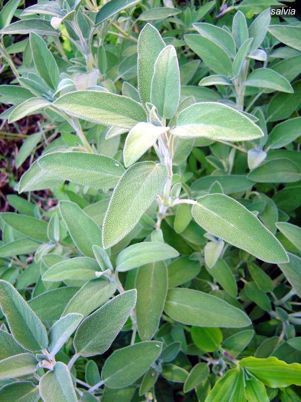 salvia9