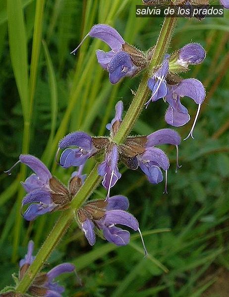 salvia de los prados0