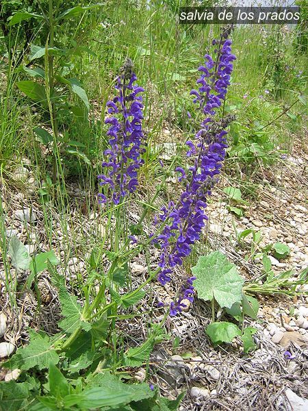 salvia de los prados1
